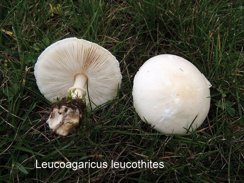 Leucoagaricus leucothites-amf1222.jpg - Leucoagaricus leucothites ; Syn1: Lepiota naucina ; Syn2: Leucoagaricus pudicus ; Nom français: Lépiote pudique